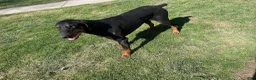 Doberman Pinscher dogs for sale: Cap - Ad 1