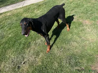 Doberman Pinscher dogs Cap - Ad 18