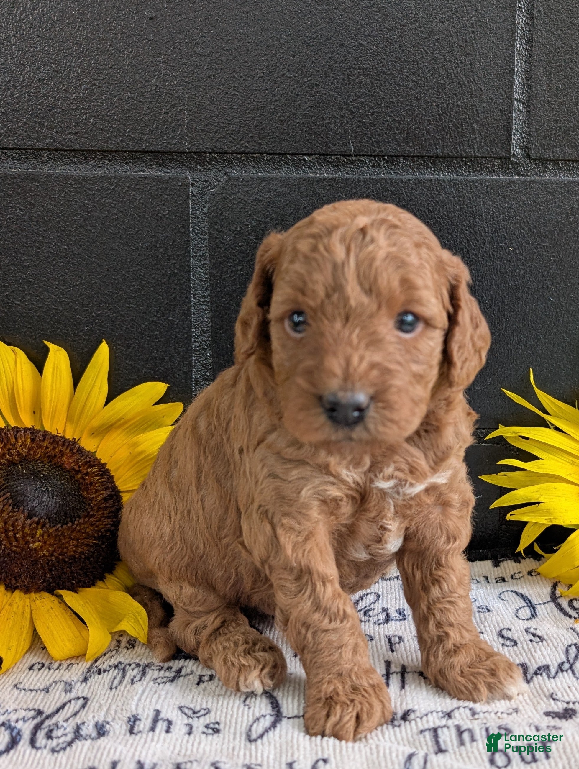 Mini Goldendoodle dogs Mini-Mason - Ad 1