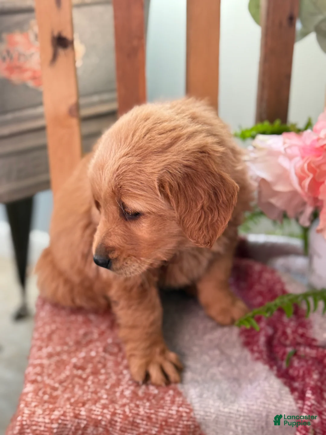 Golden Retriever dogs for sale: Reese - Ad 6
