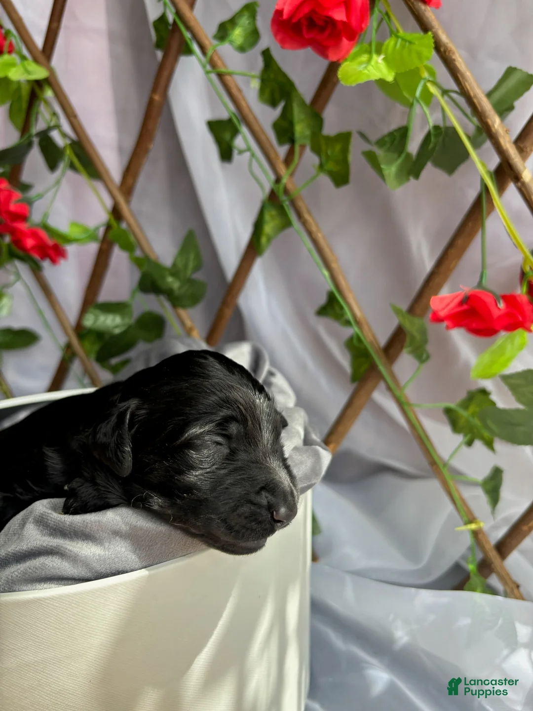 Standard Poodle dogs for sale: Cinderella - Ad 2