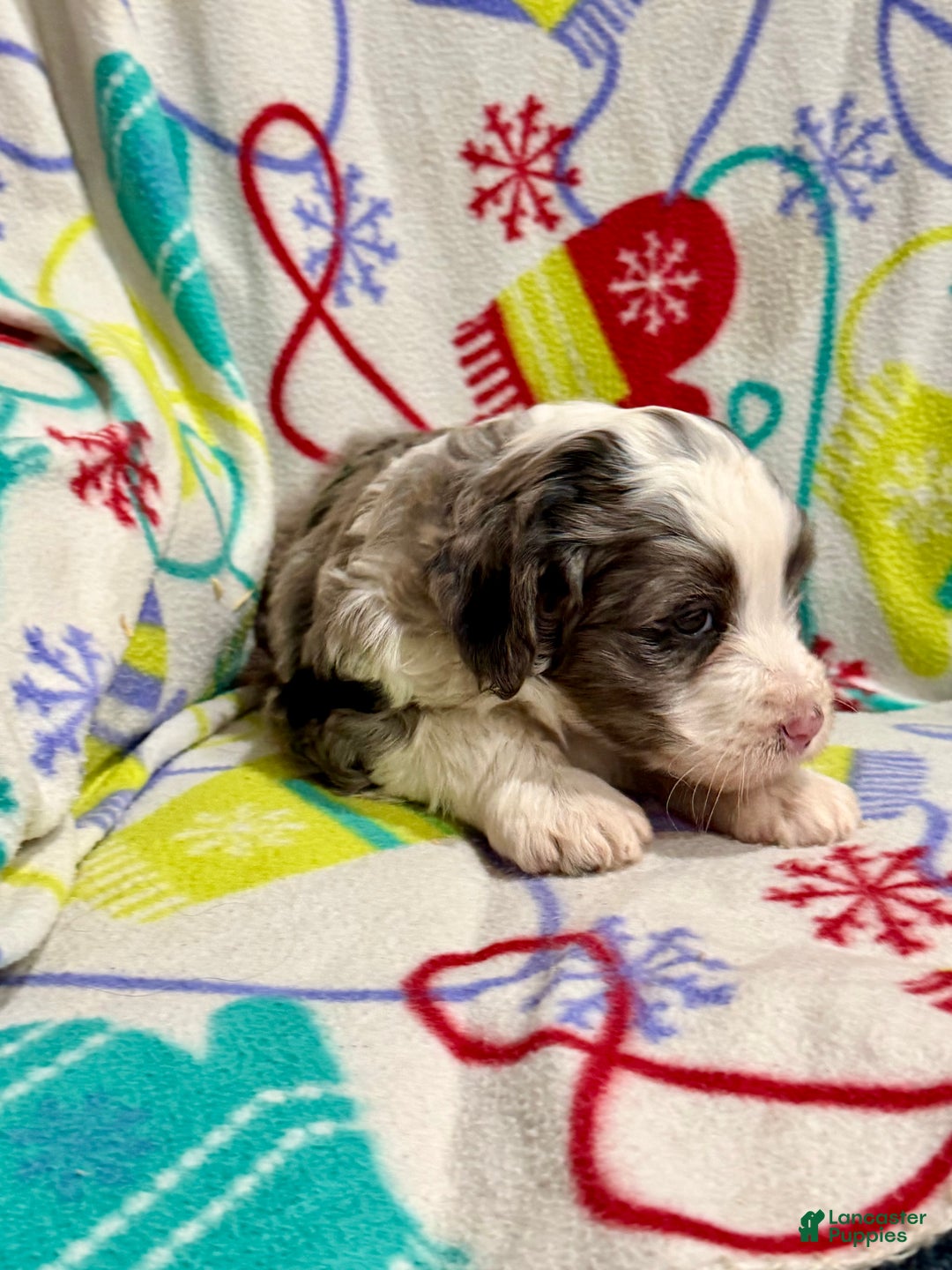 Mini Aussiedoodle dogs for sale: Chloe - Ad 4