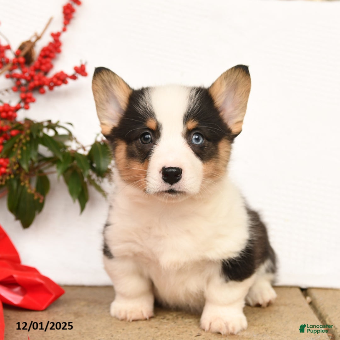 Welsh Corgi Pembroke dogs for sale: Panda - Ad 3
