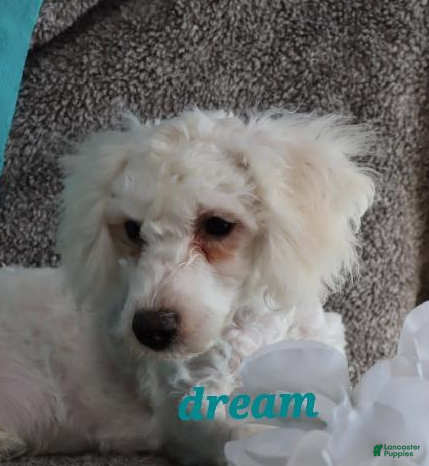 Bichpoo dogs Hudson - Ad 35