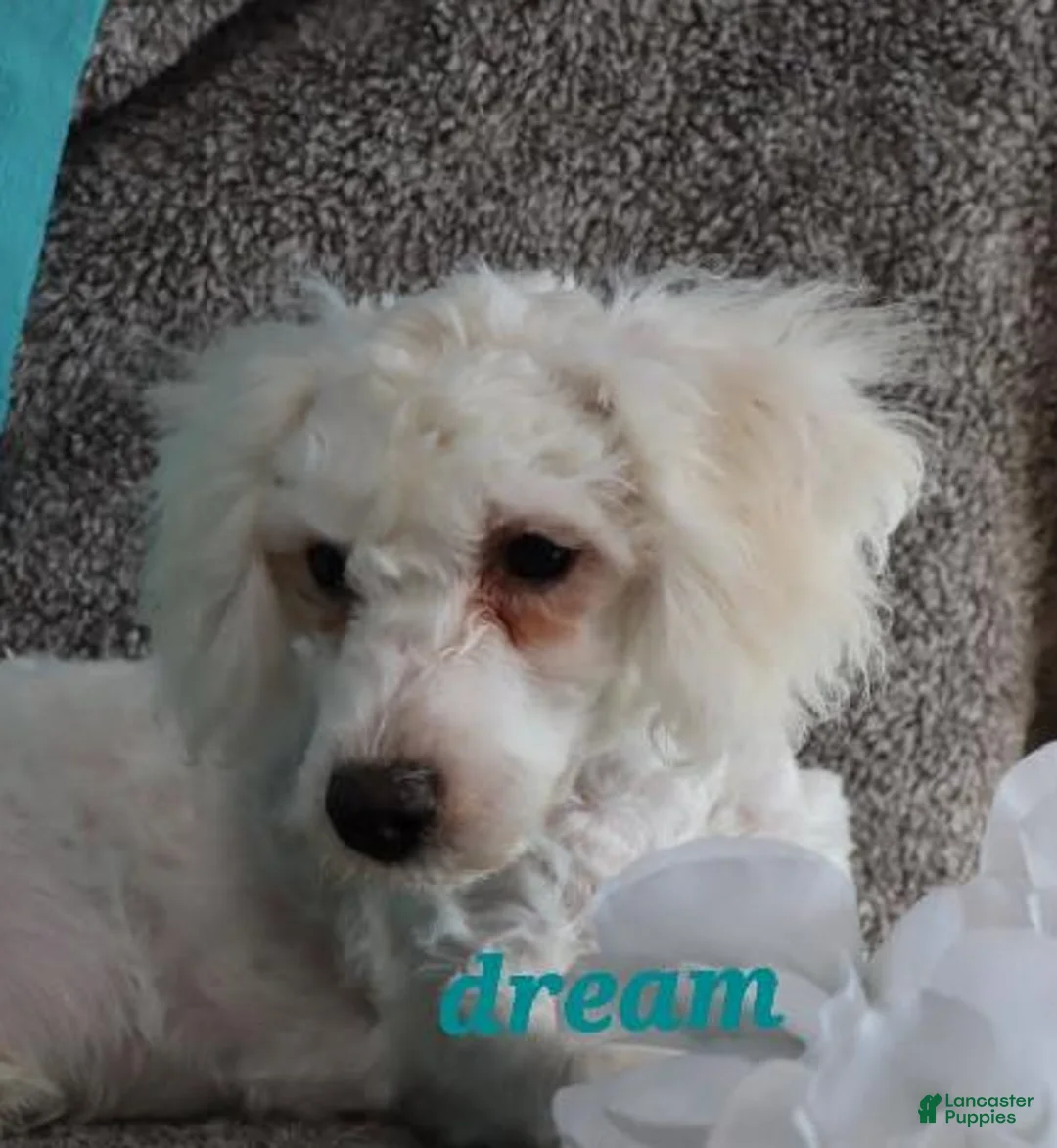 Bichpoo dogs for sale: Hudson - Ad 1