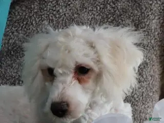 Bichpoo dogs Hudson - Ad 35