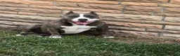 American Bully dogs for sale: Tink  - Ad 2