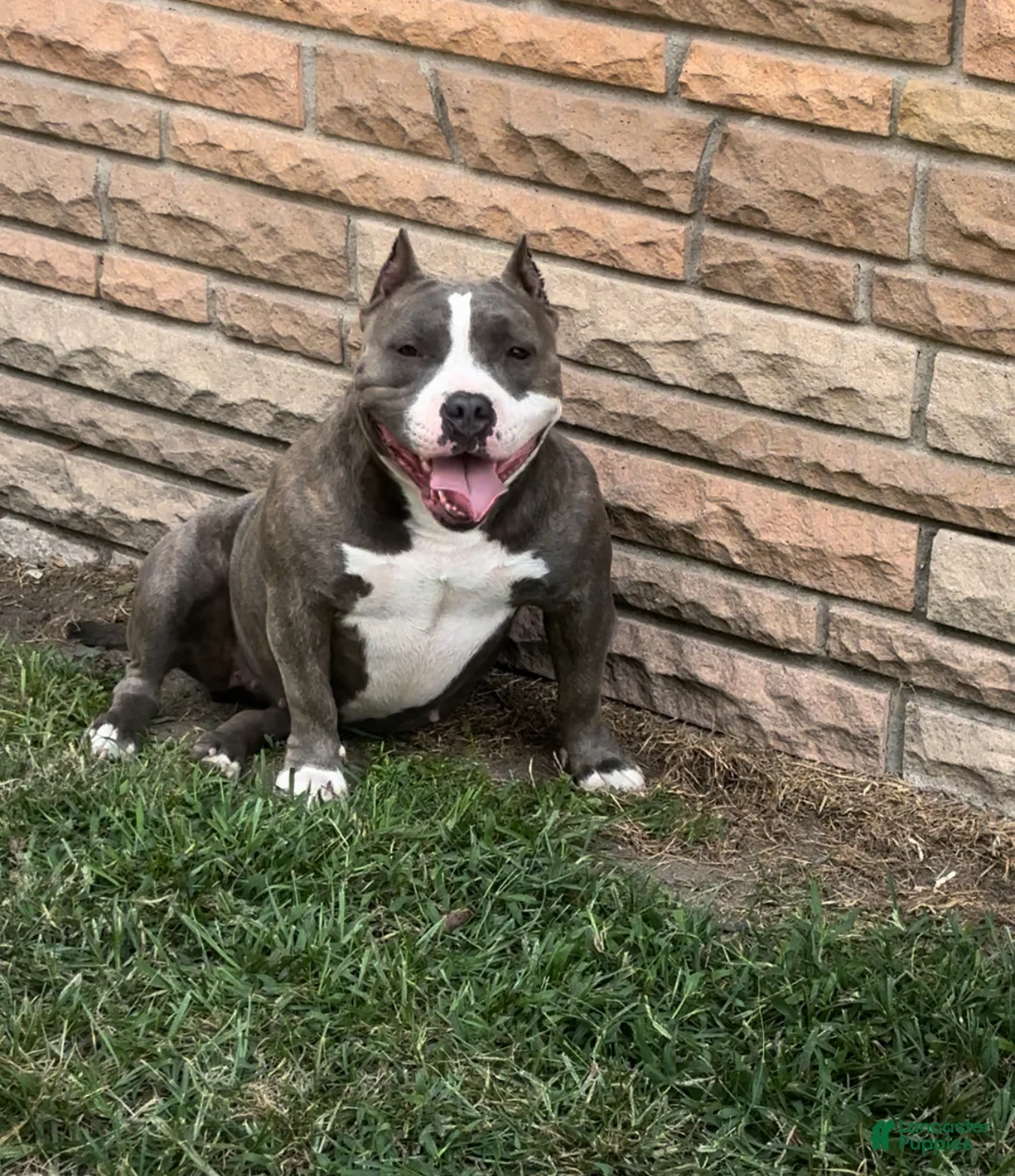 American Bully dogs for sale: Tink  - Ad 2