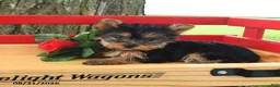 Yorkshire Terrier dogs for sale: Trixie - Ad 3