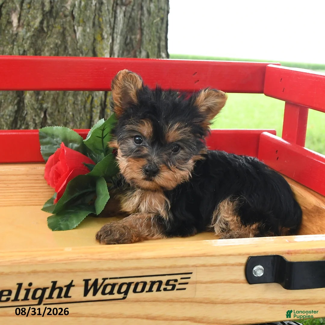 Yorkshire Terrier dogs for sale: Trixie - Ad 3