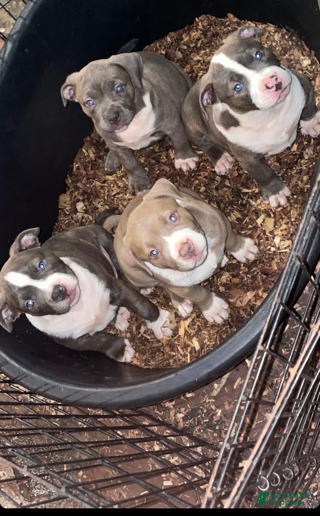 Gallery Image {{count}}