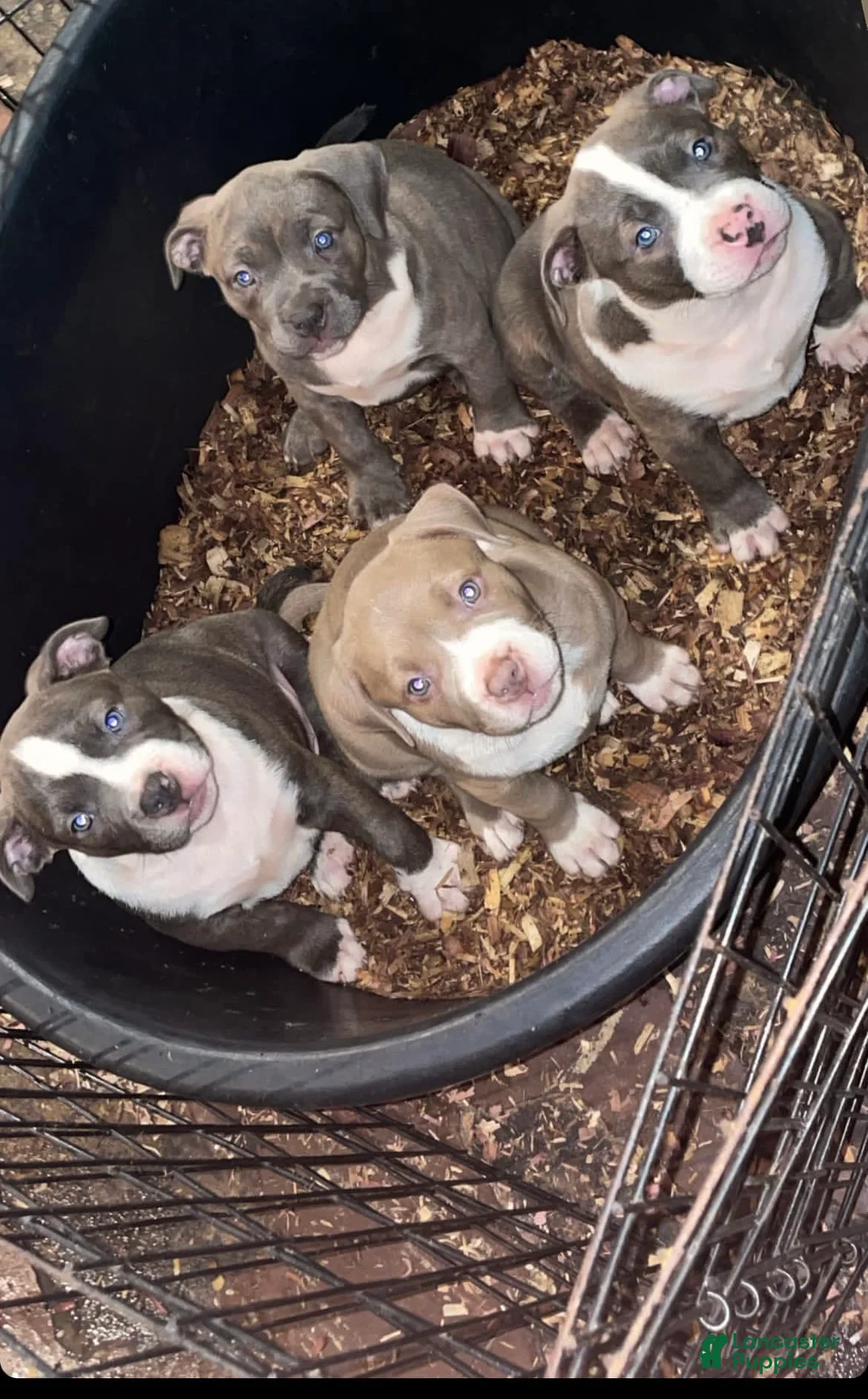 Gallery Image {{count}}