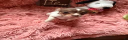 Chihuahua dogs for sale: Teacup Tiny - Ad 3