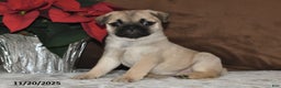 Mixed Breed dogs for sale: Snowflake - Ad 9
