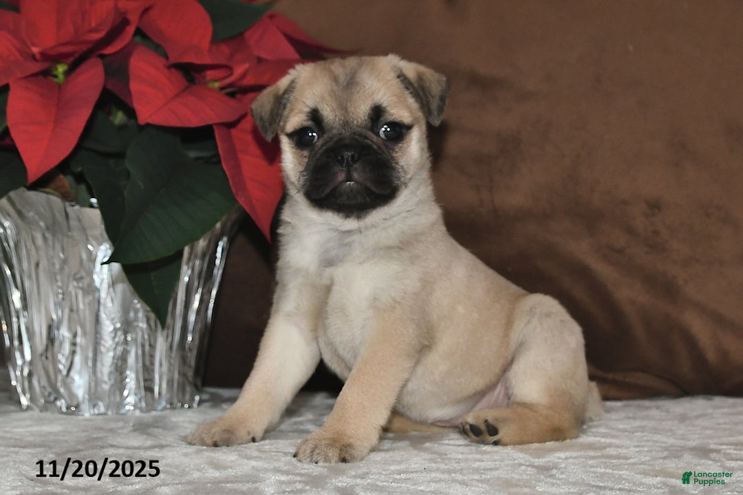 Mixed Breed dogs for sale: Snowflake - Ad 9