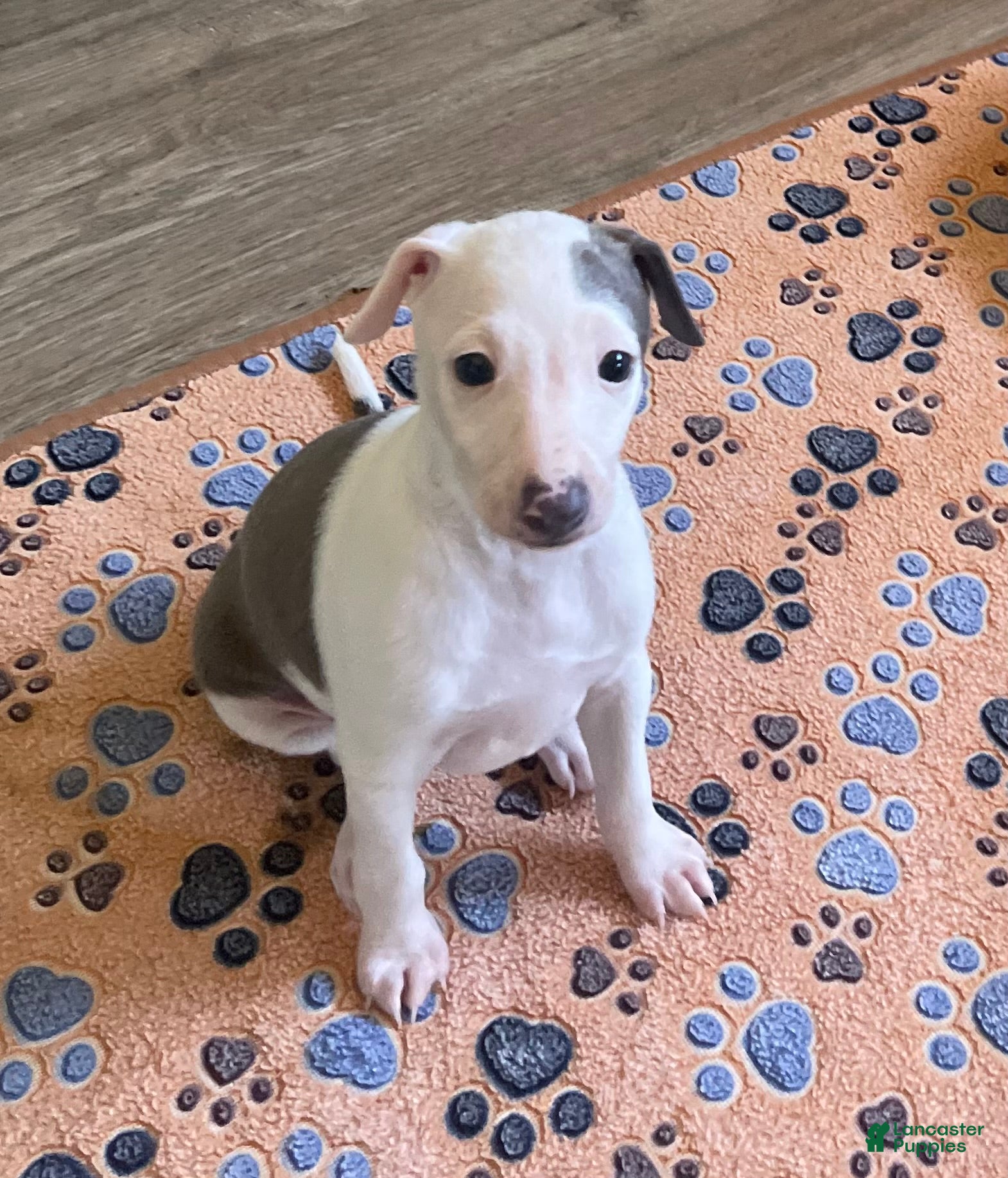 Italian Greyhound dogs Puppy 1 - Ad 2
