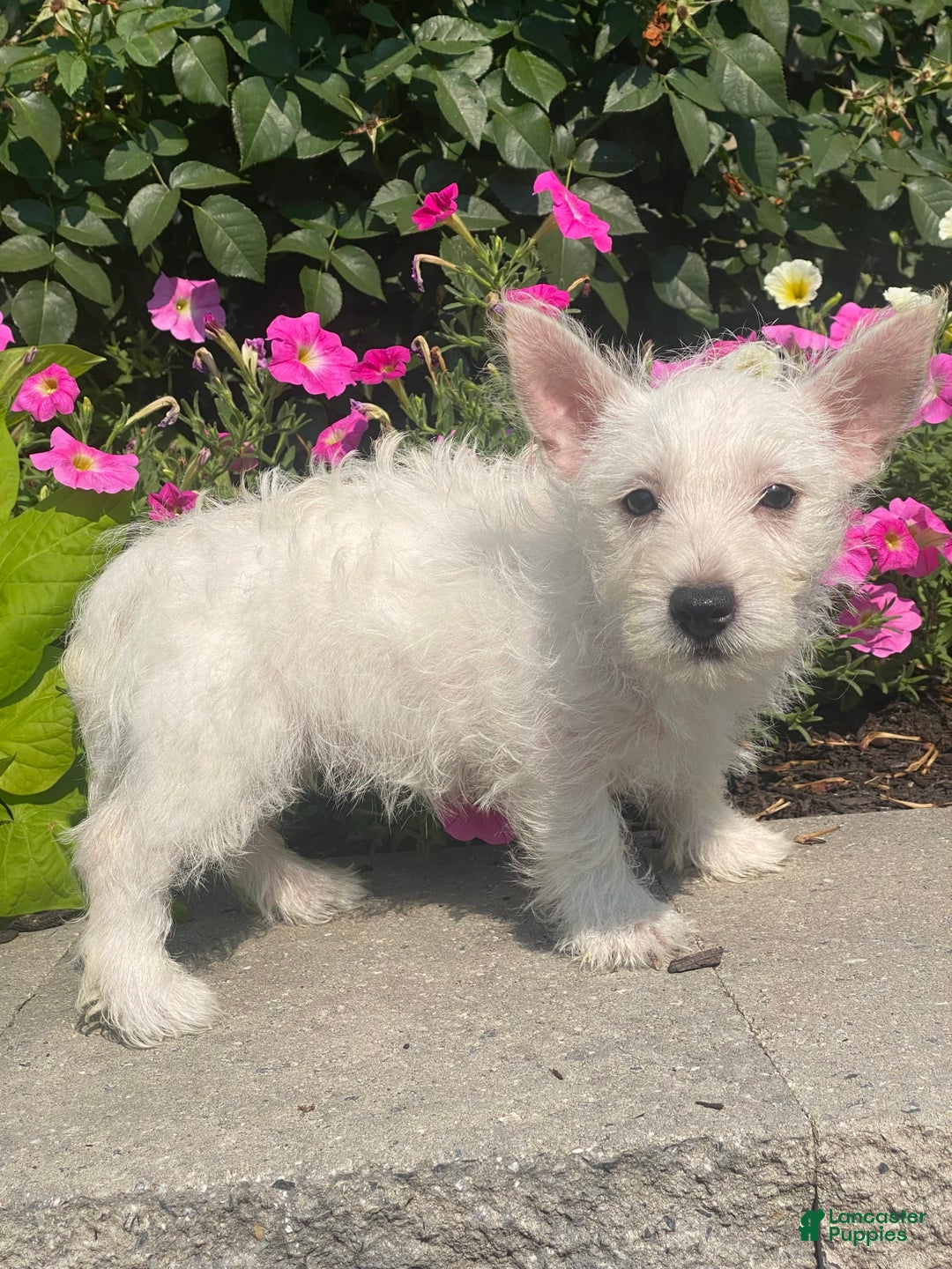West Highland Terrier dogs for sale: Wanda - Ad 8
