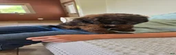 Cockapoo dogs for sale: Harry - Ad 7