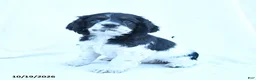English Cocker Spaniel dogs for sale: Molly - Ad 5