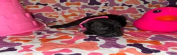 Cane Corso dogs for sale: Pink Collar Female - Ad 11