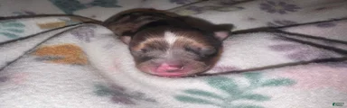 Chihuahua 4