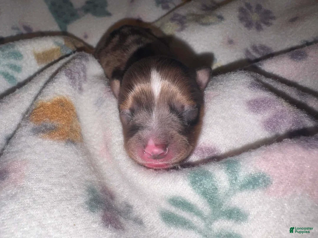 Chihuahua dogs for sale: Chihuahua 4 - Ad 1