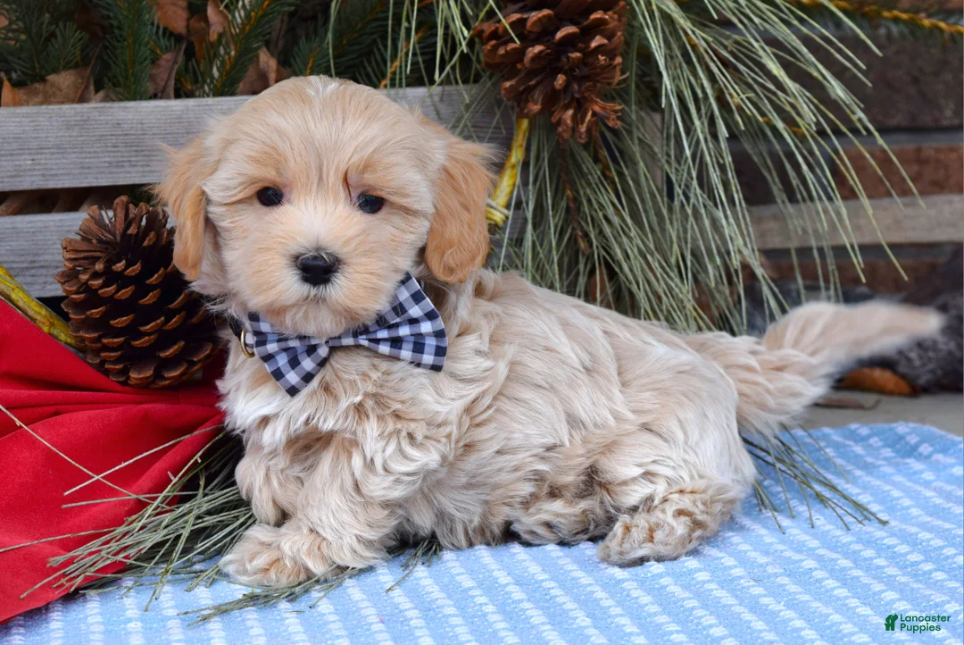 Maltipoo dogs for sale: Moe - Ad 3