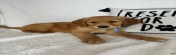 Golden Retriever dogs for sale: Goose - Ad 4