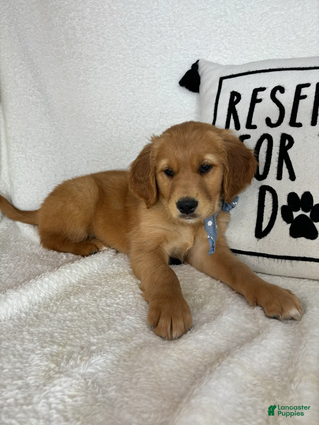 Golden Retriever dogs for sale: Goose - Ad 4