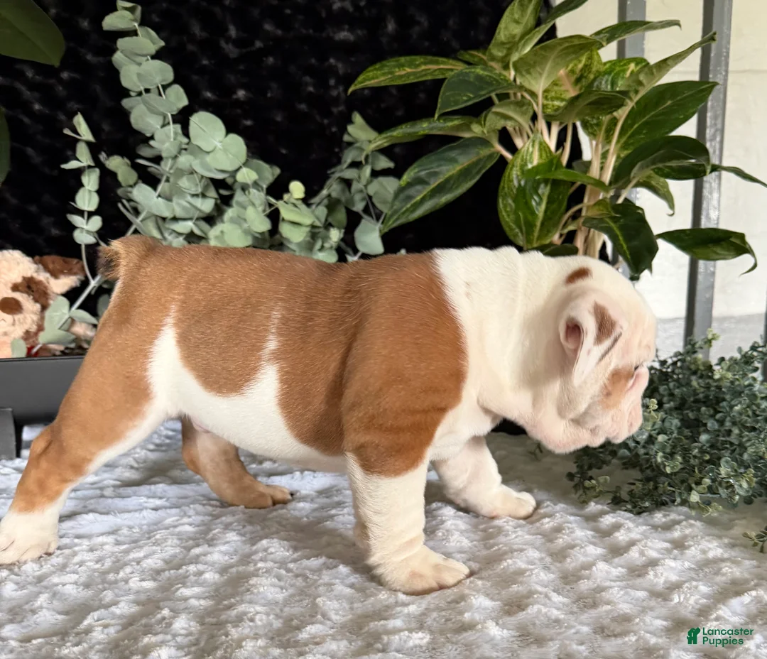 English Bulldog dogs for sale: Theo - Ad 5