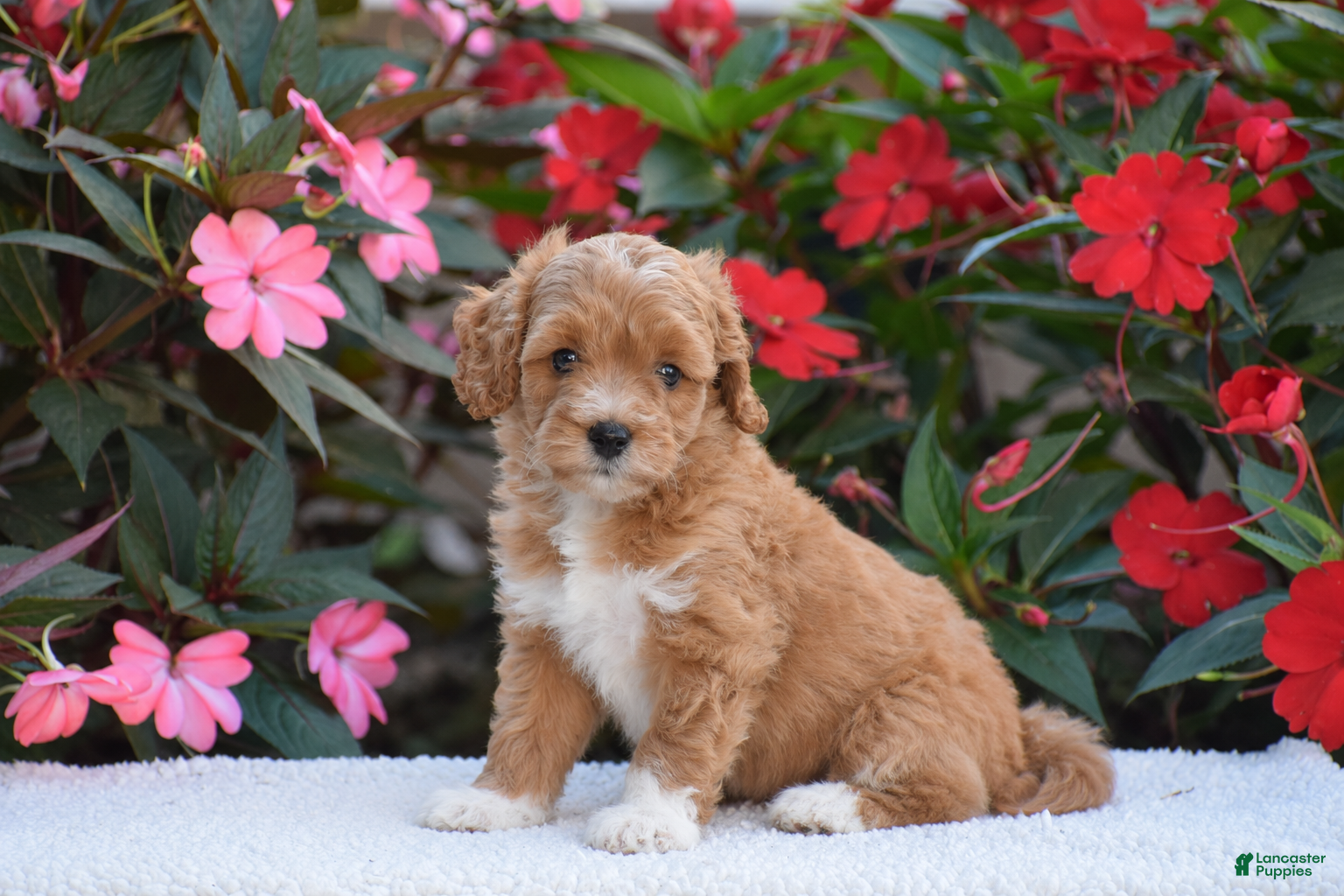 Mini Goldendoodle dogs for sale: Amelia - Mini F1BB - Ad 2