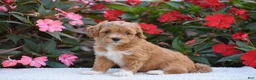 Mini Goldendoodle dogs for sale: Amelia - Mini F1BB - Ad 1