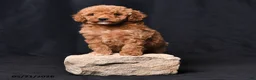 Toy Poodle dogs for sale: Cuddles - Ad 4