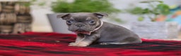 Frenchton dogs for sale: Lilac - Ad 4