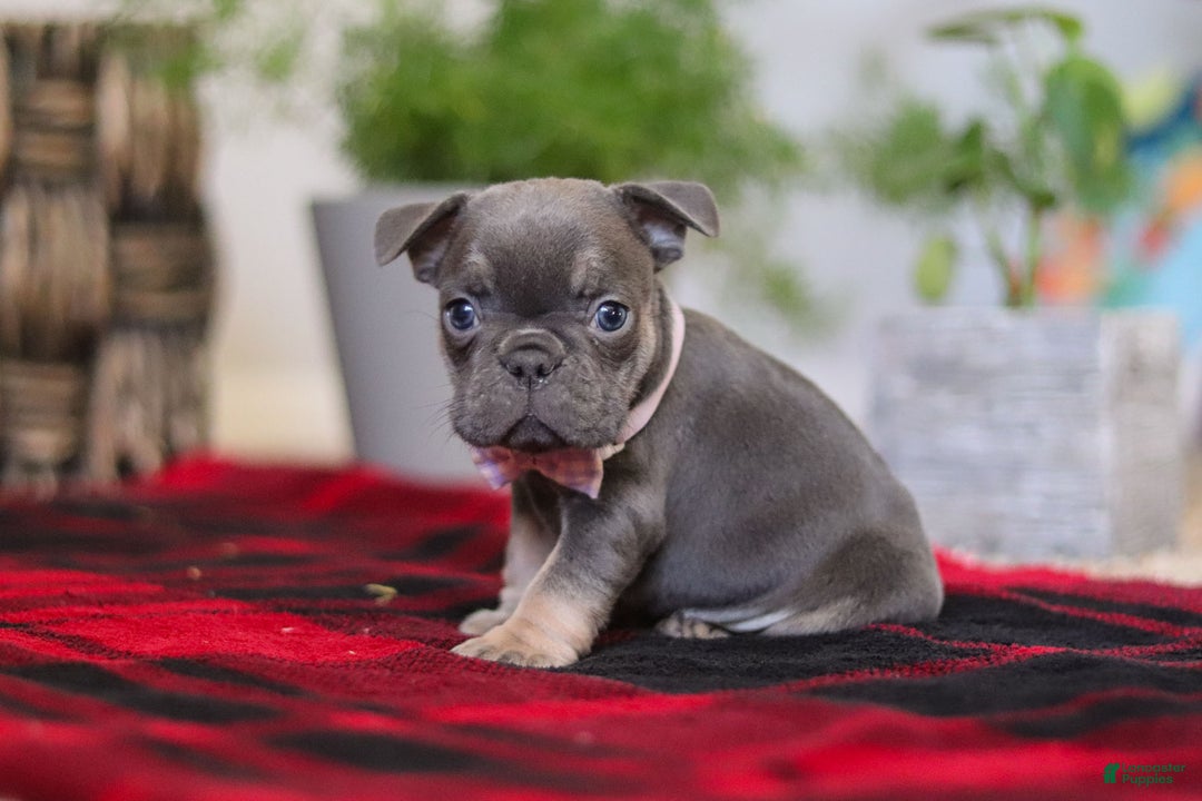 Frenchton dogs for sale: Lilac - Ad 4