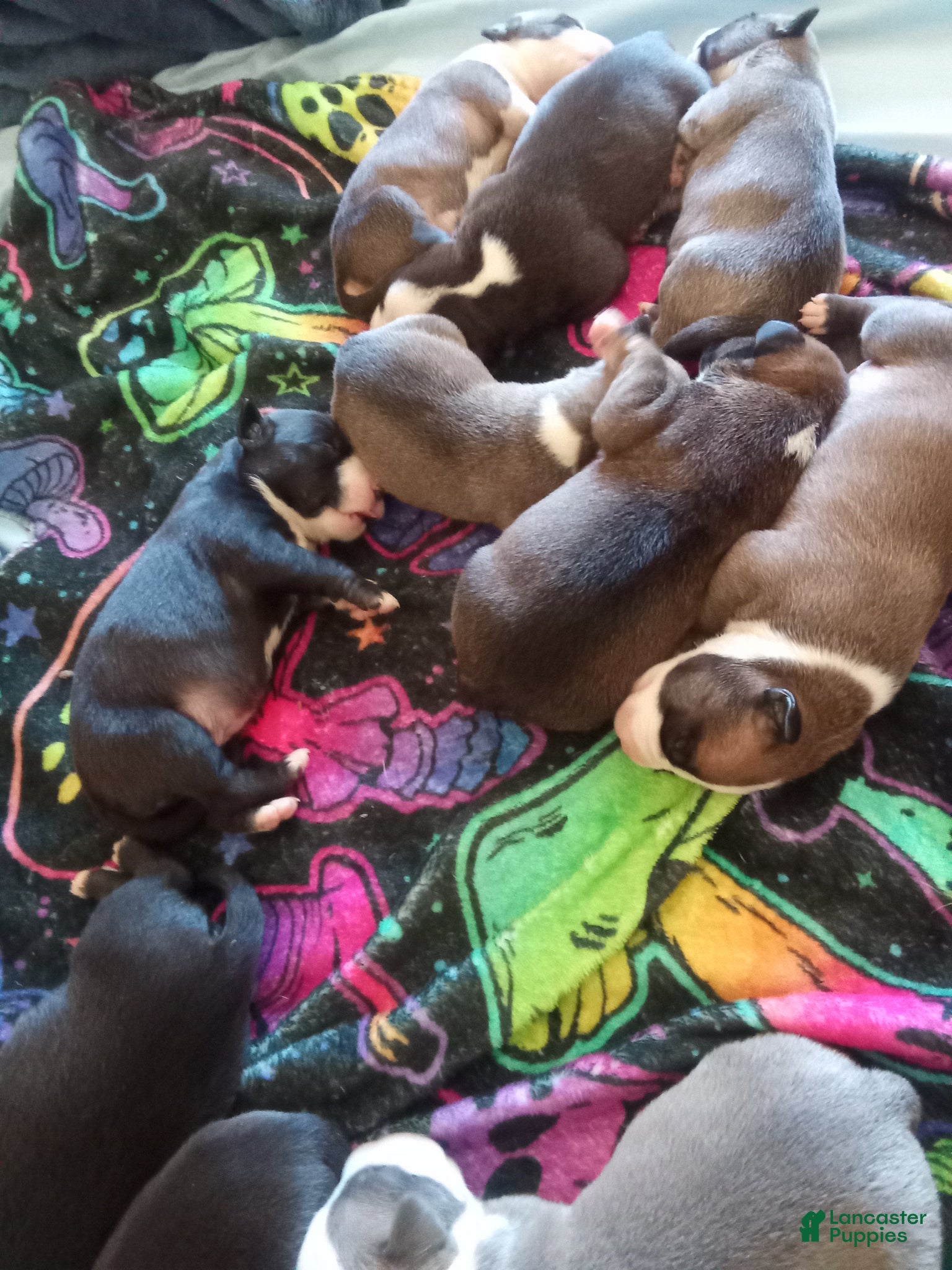 American Pit Bull Terrier dogs American Pit Bull Terrier Puppy 9 - Ad 11