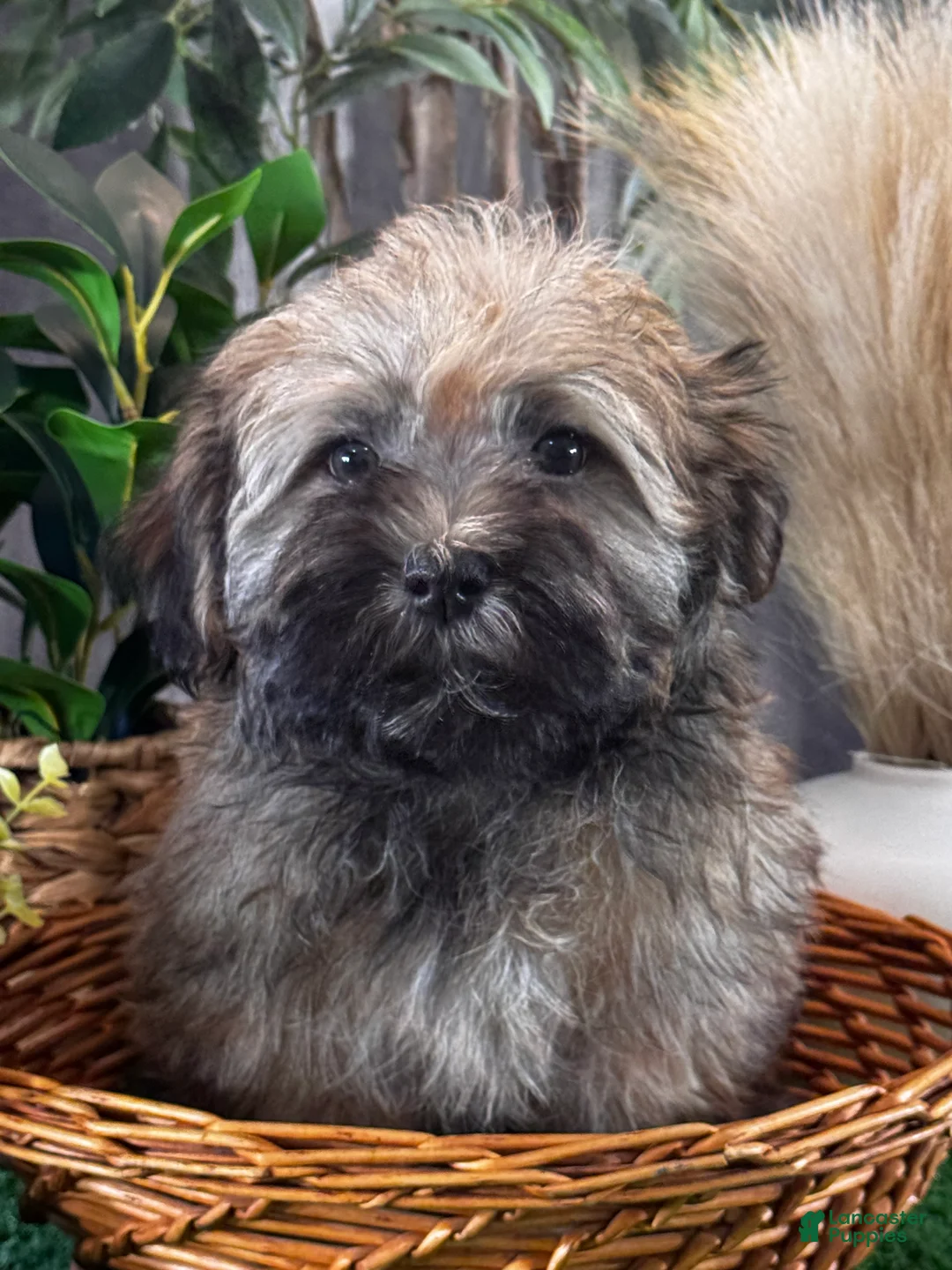 Havanese dogs for sale: Henry  - Ad 1