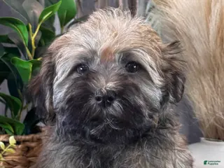 Havanese dogs Henry - Ad 27