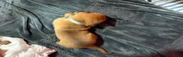 Dogue De Bordeaux dogs for sale: Dogue De Bordeaux Puppy 5 - Ad 4