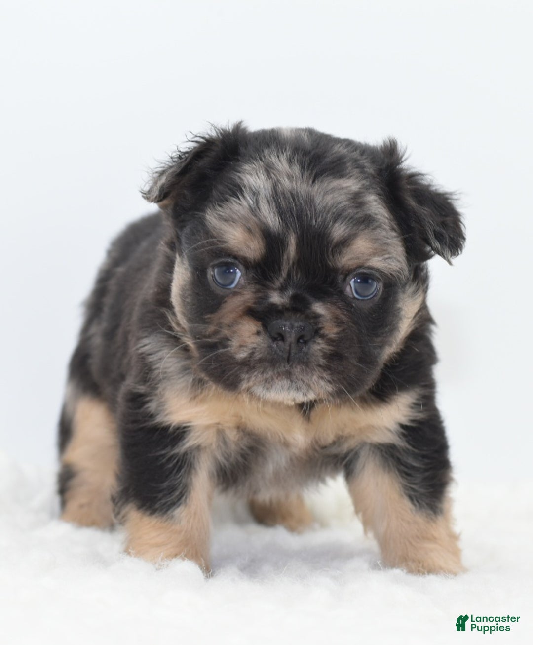 Mixed Breed dogs for sale: Chuck chocolate tri-color fluffy  - Ad 24