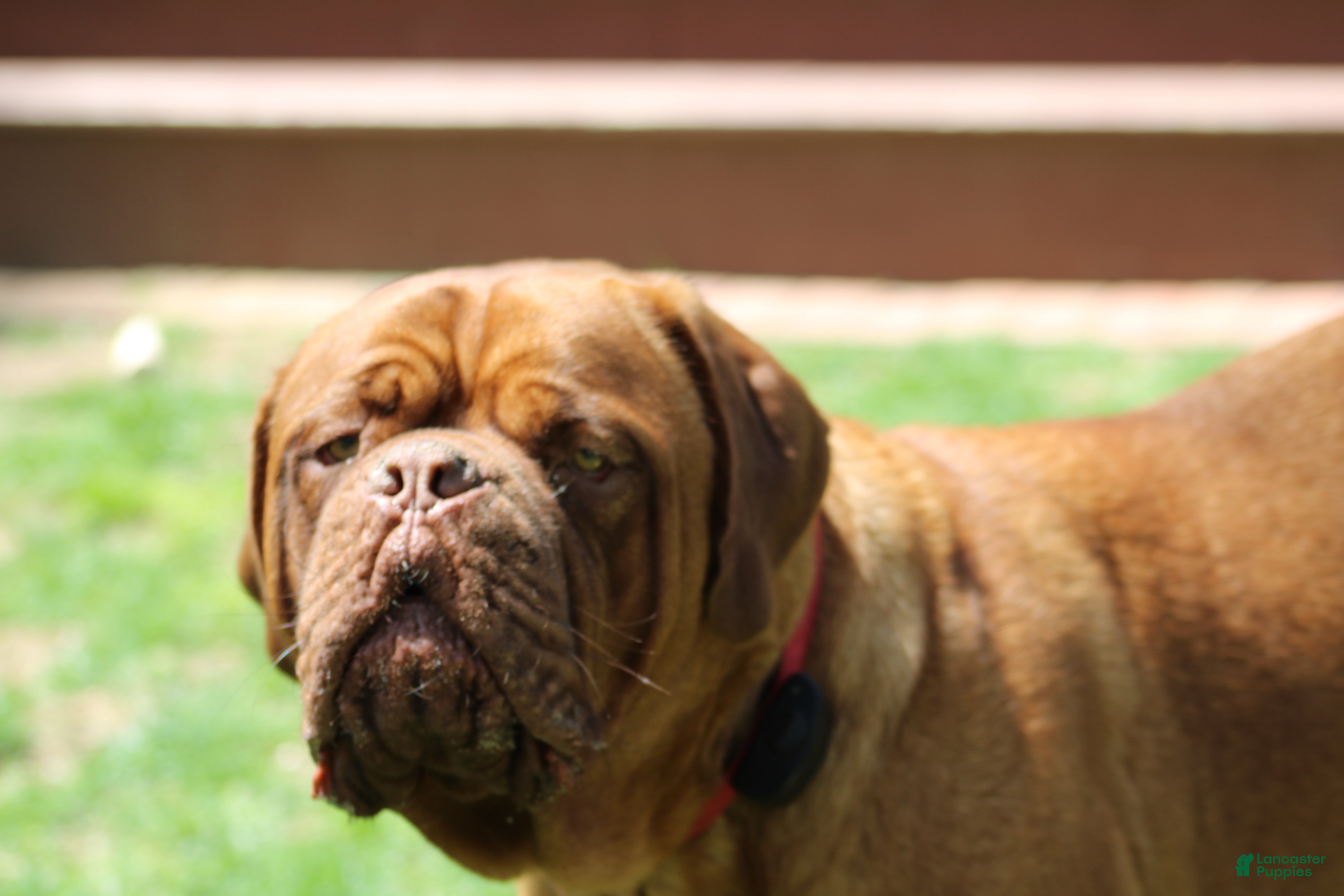 Dogue De Bordeaux dogs Dogue De Bordeaux Puppy 5 - Ad 2