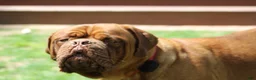 Dogue De Bordeaux dogs for sale: Dogue De Bordeaux Puppy 5 - Ad 2
