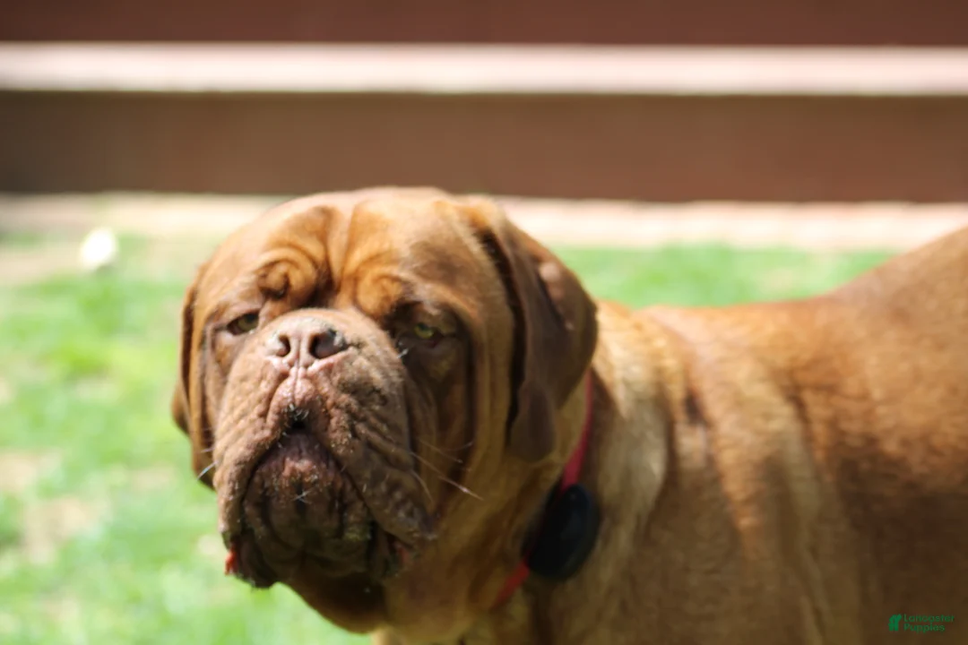 Dogue De Bordeaux dogs for sale: Dogue De Bordeaux Puppy 5 - Ad 2