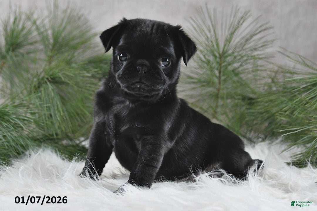 Pug dogs for sale: Blazer - Ad 5