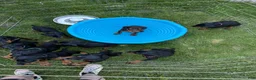 Doberman Pinscher dogs for sale: Lyra - Ad 6