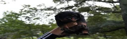 Rottweiler dogs for sale: Rottweiler 1 - Ad 2