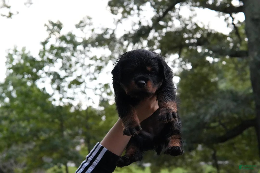 Rottweiler dogs for sale: Rottweiler 1 - Ad 2