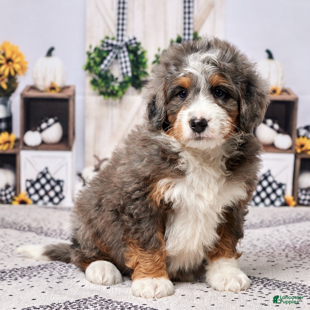 Mini Bernedoodle dogs for sale: Ryder - Ad 3