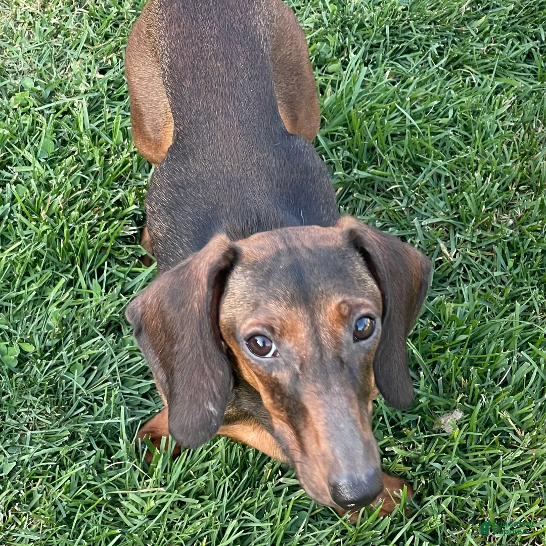Dachshund dogs for sale: Heidi - Ad 2