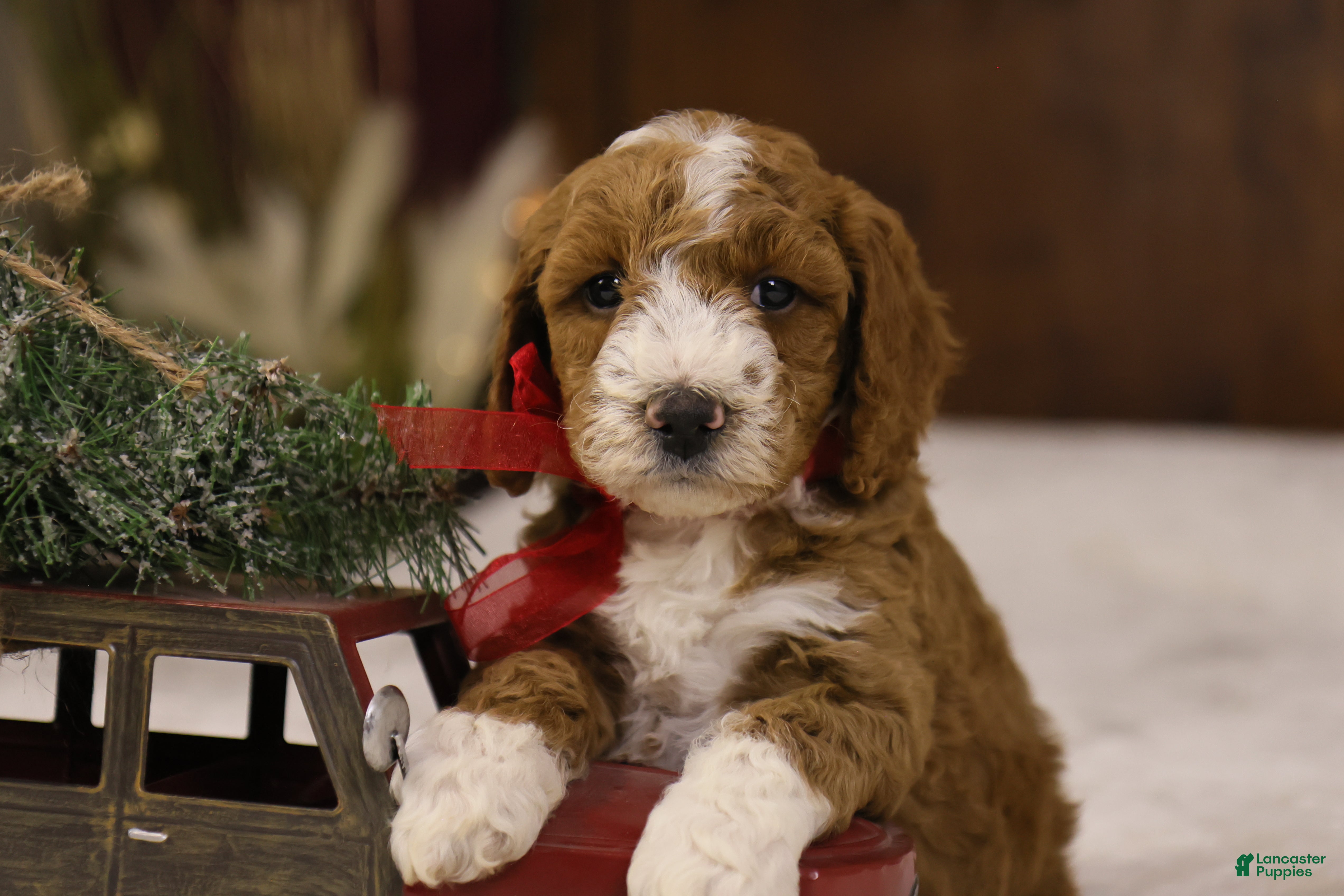 Goldendoodle dogs Yeti - Ad 31